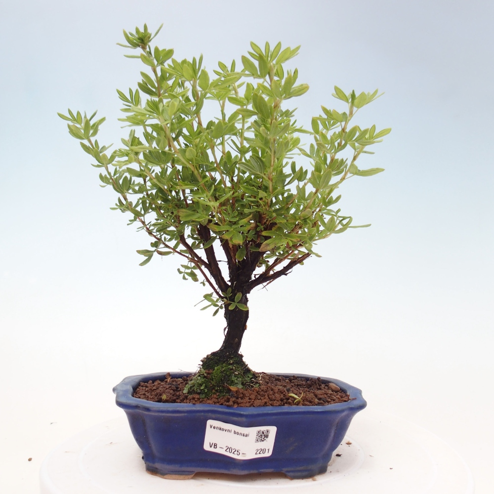 Bonsai für draußen - Potentila fruticosa gelber Vogel