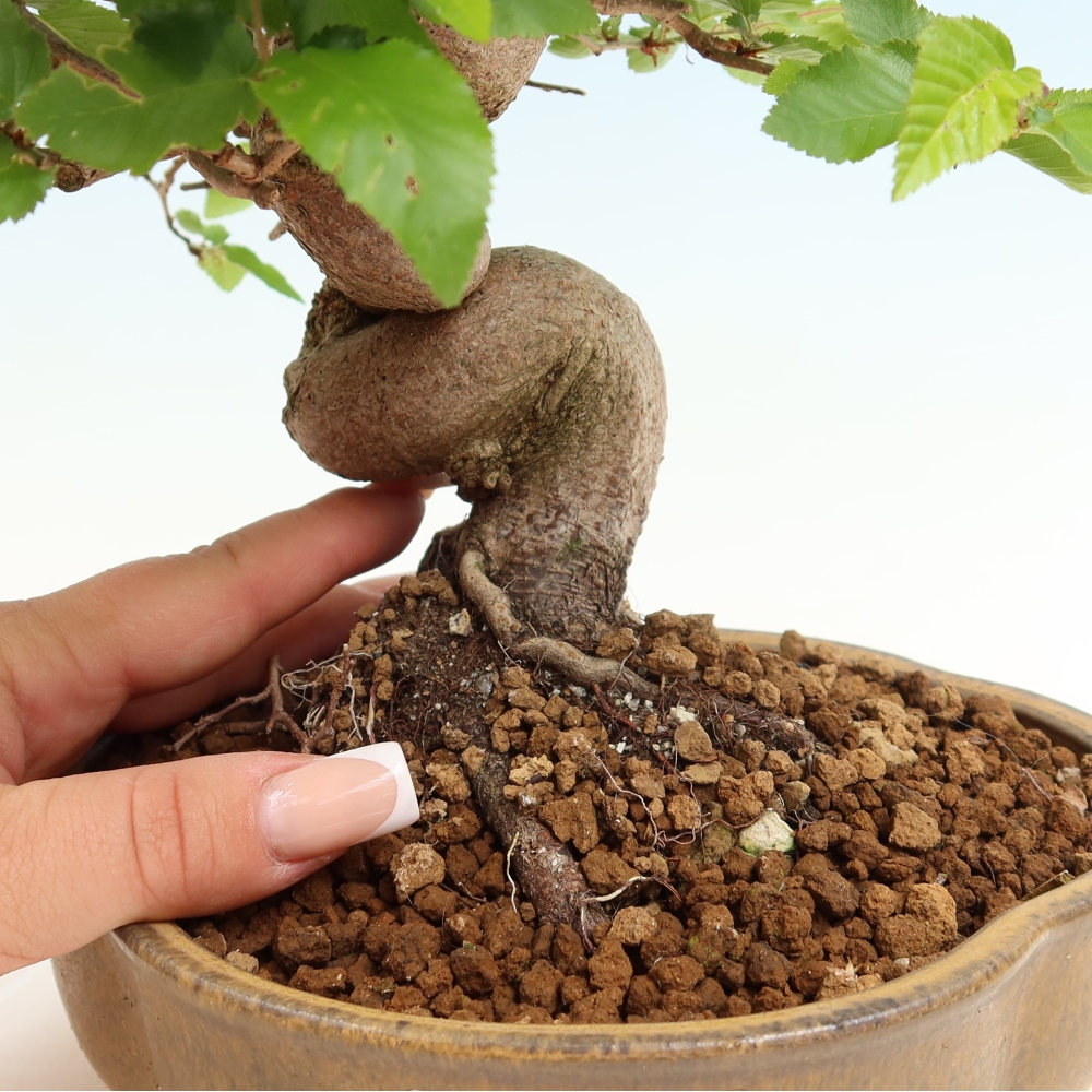 Bonsai für draußen - Karpinus Coreana - Koreanische Hainbuche