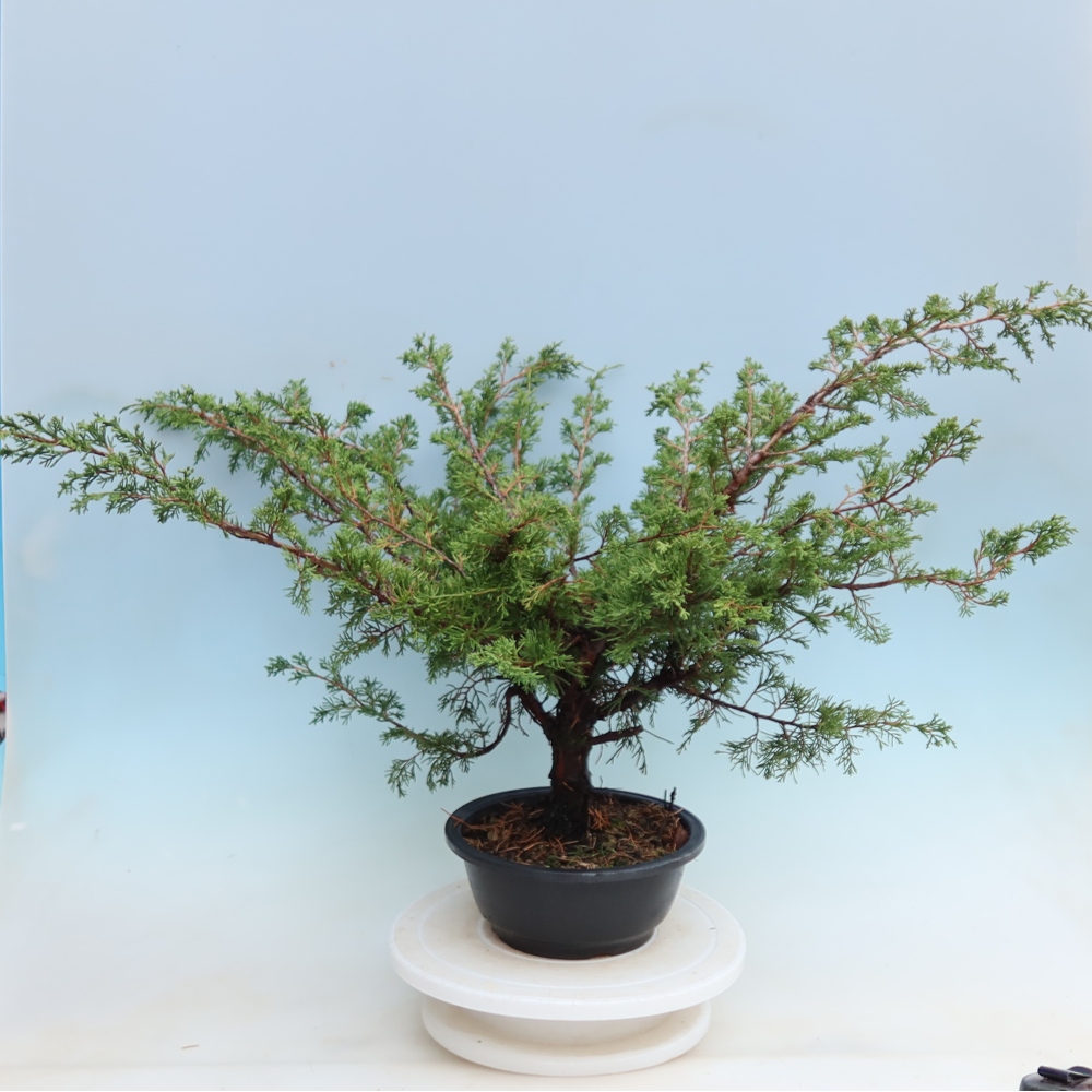 Bonsai für den Außenbereich – Juniperus chinensis Itoigawa – Chinesischer Wacholder