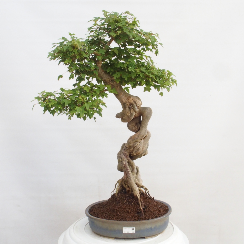 Bonsai für draußen - Acer Buergerianum - Bergahorn