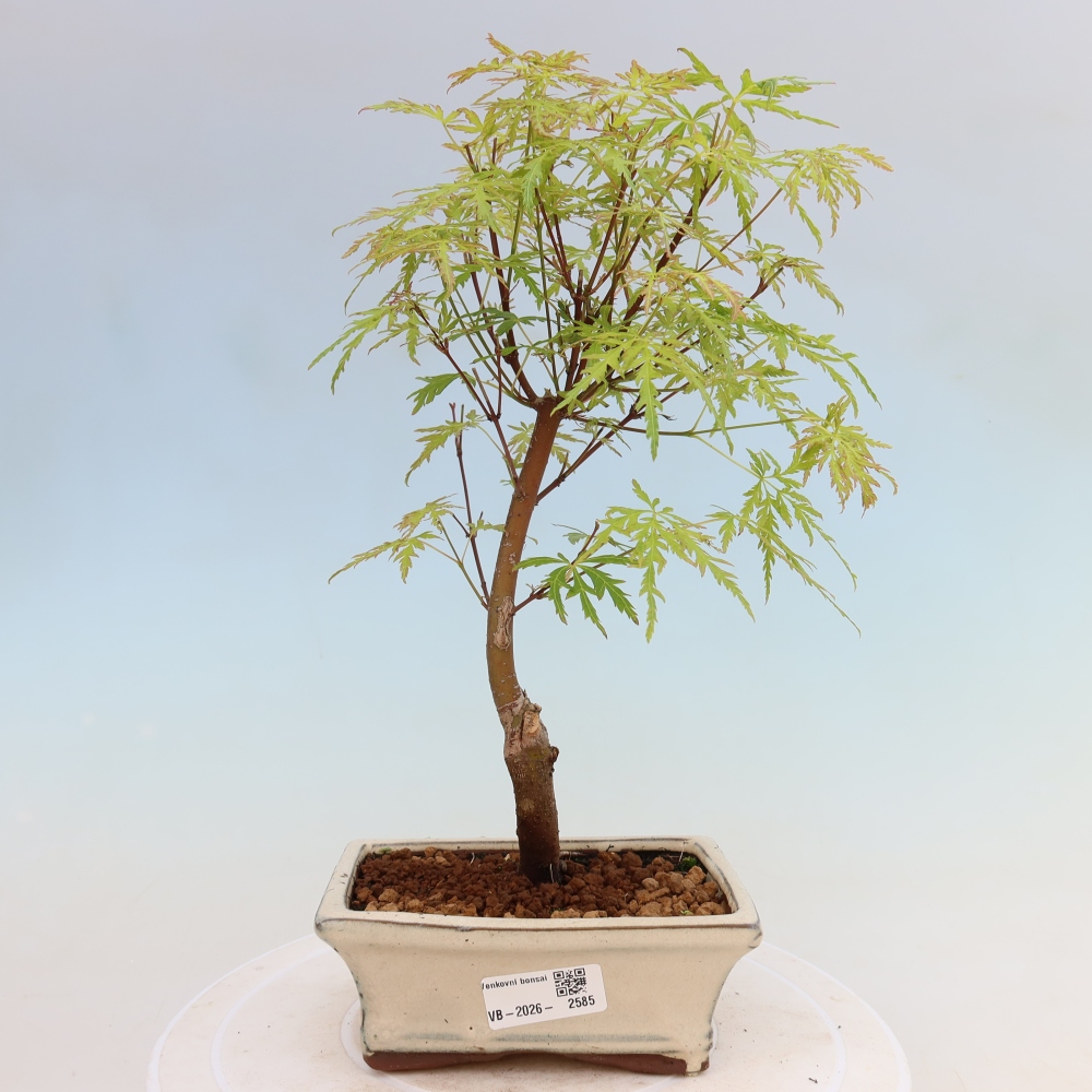 Bonsai für draußen - Acer palmatum Dissectum