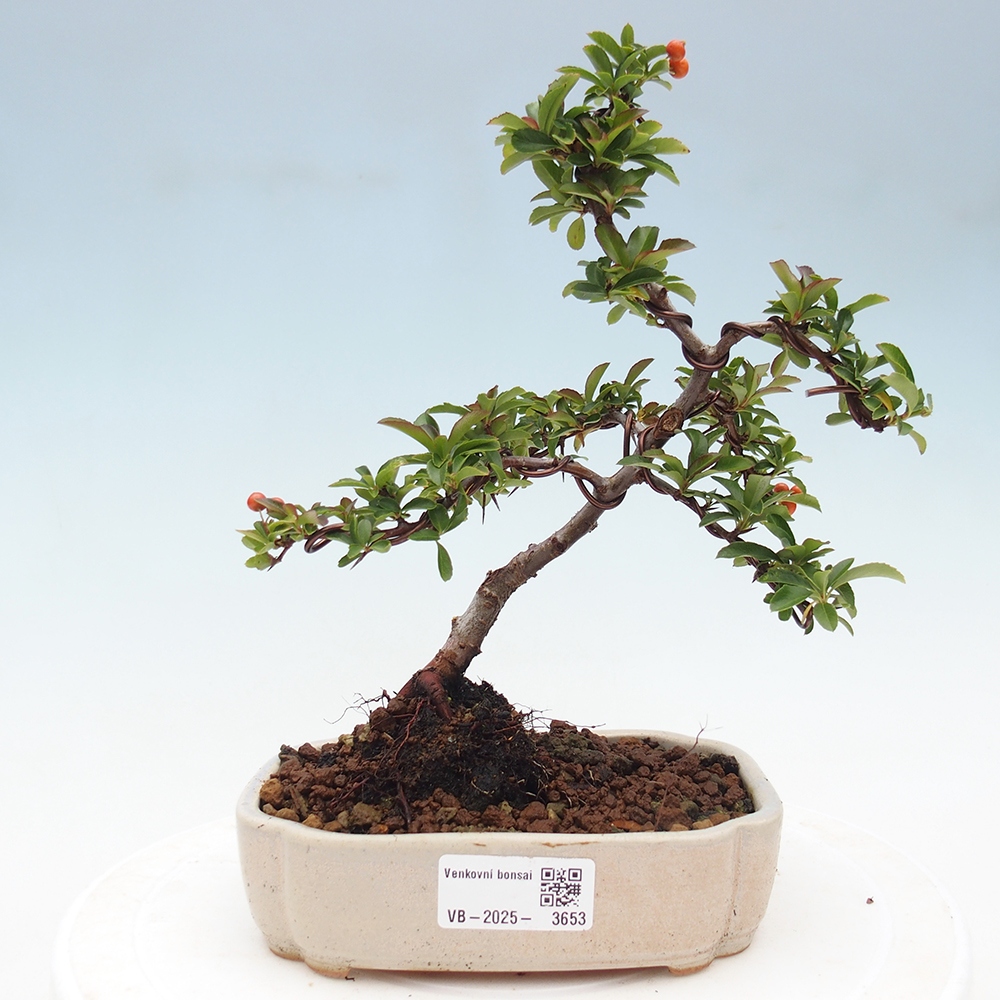 Freiland-Bonsai-Pyracantha Teton -Hlox