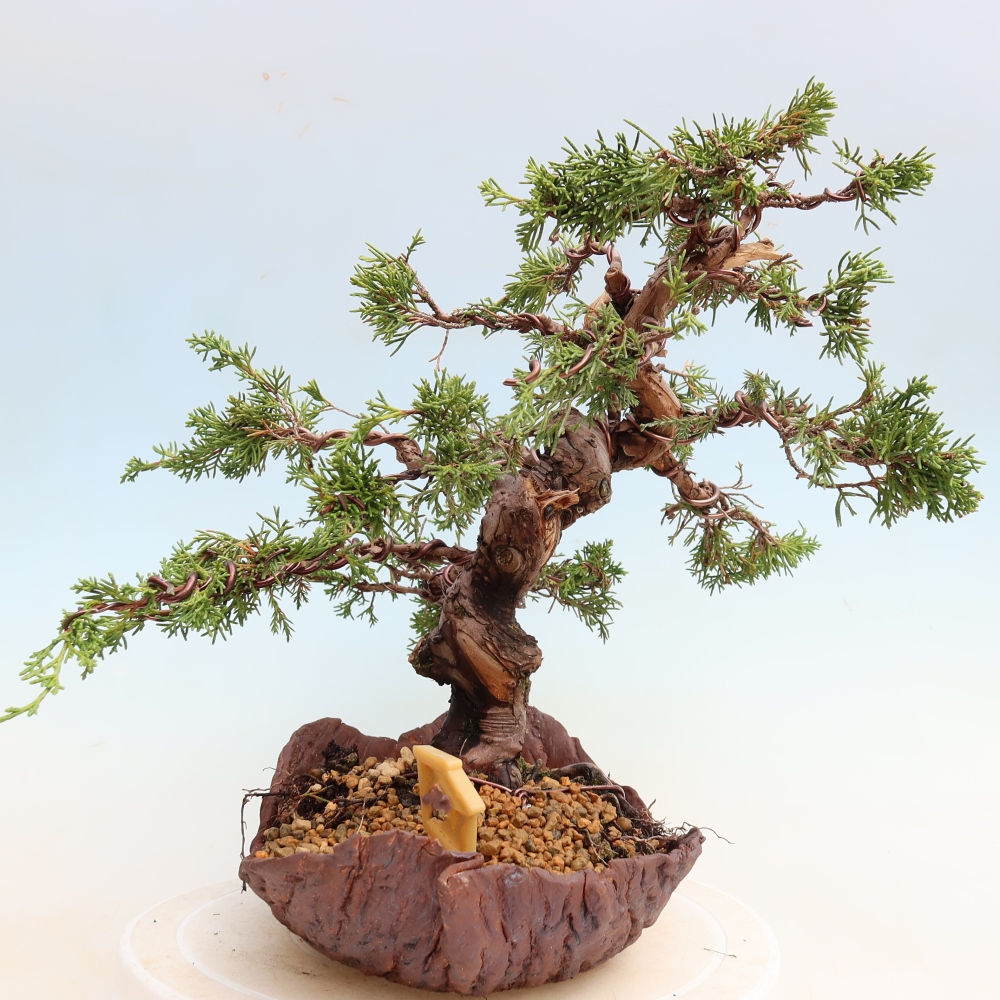 Bonsai für draußen - Juniperus chinensis Itoigawa-Juniperus chinensis