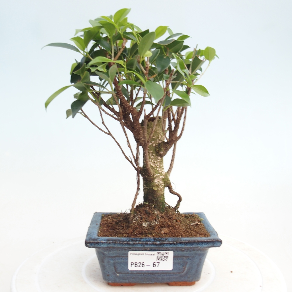 Zimmer Bonsai Ficus retusa kimmen