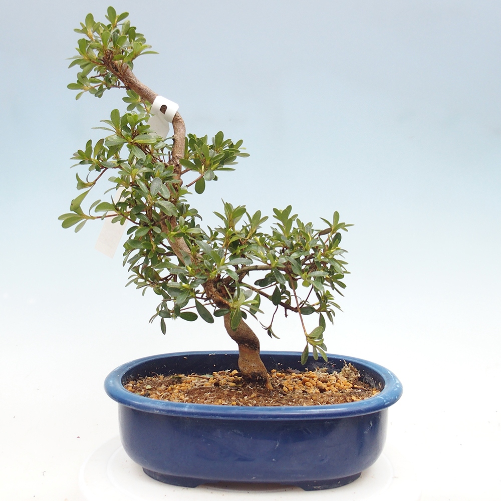 Bonsai für draußen - Japanische Azalee - Azalee Asahi-no-izumi
