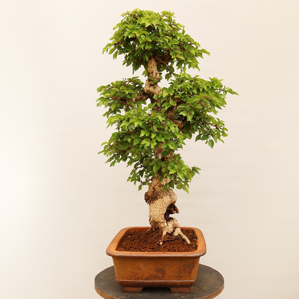 Bonsai für draußen - Karpinus Coreana - Koreanische Hainbuche