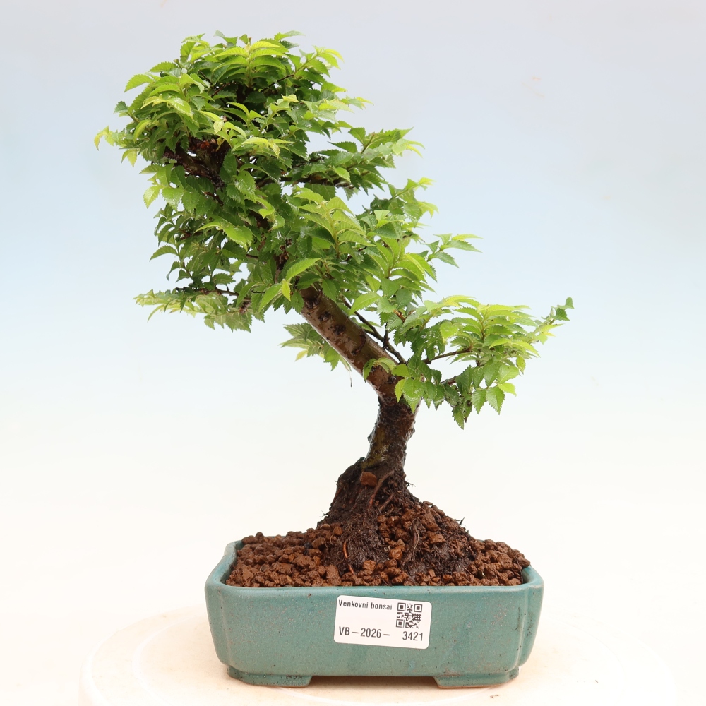 Bonsai für den Außenbereich – Ulmus Jacqueline Hillier – Pappelulme
