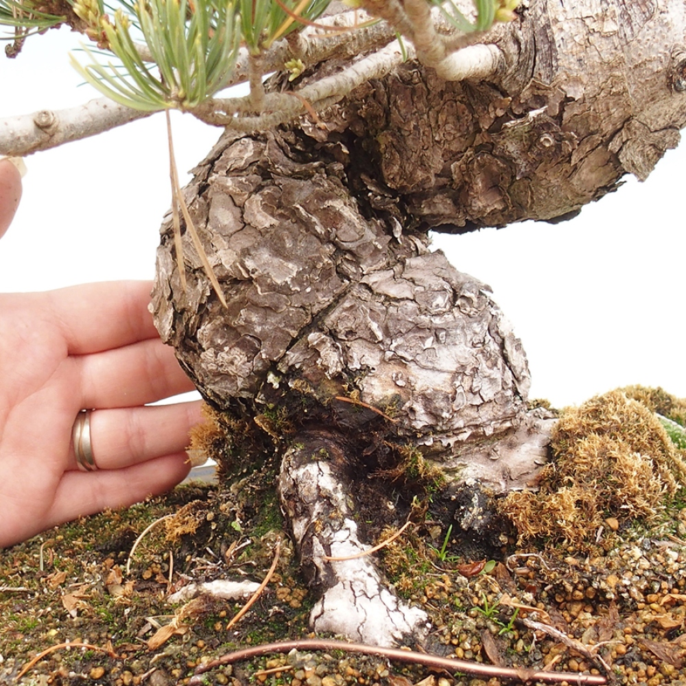 Bonsai für draußen - Pinus parviflora - Pinus parviflora