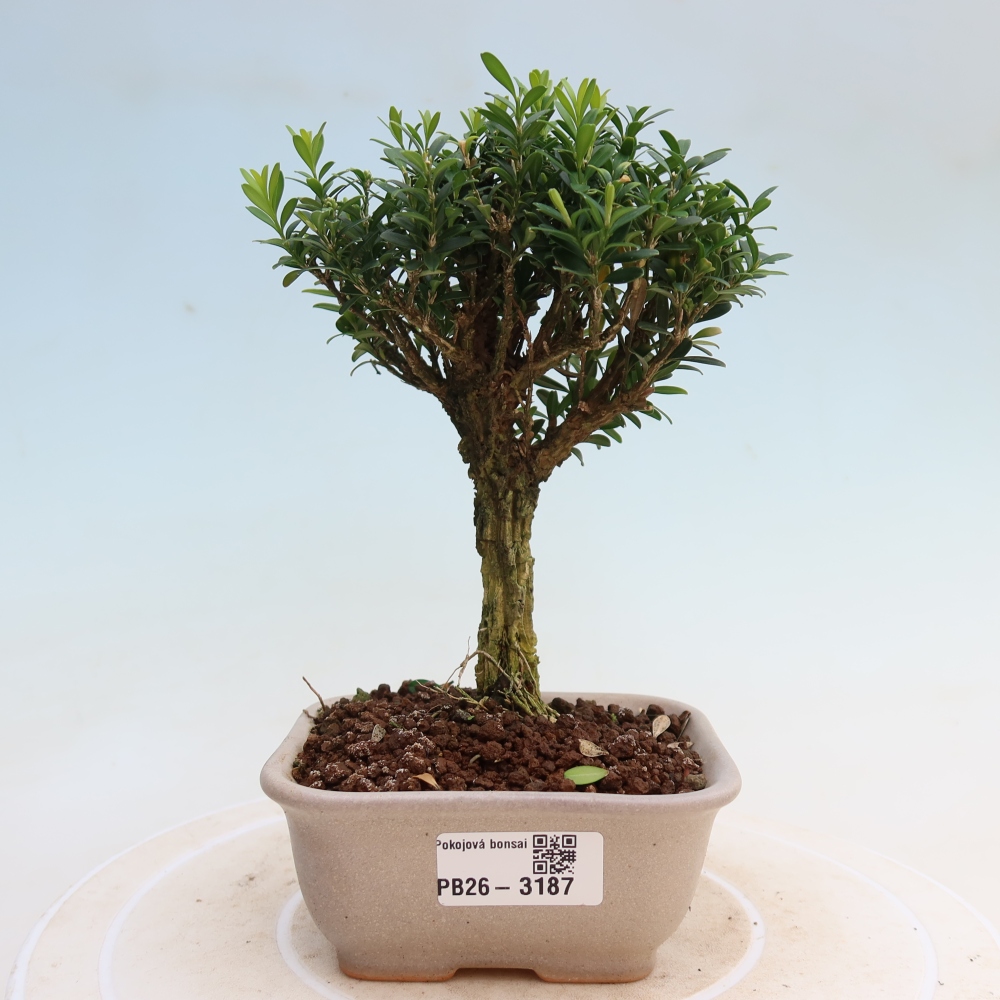 Zimmer Bonsai - Buxus harlandii - Korkbuxus