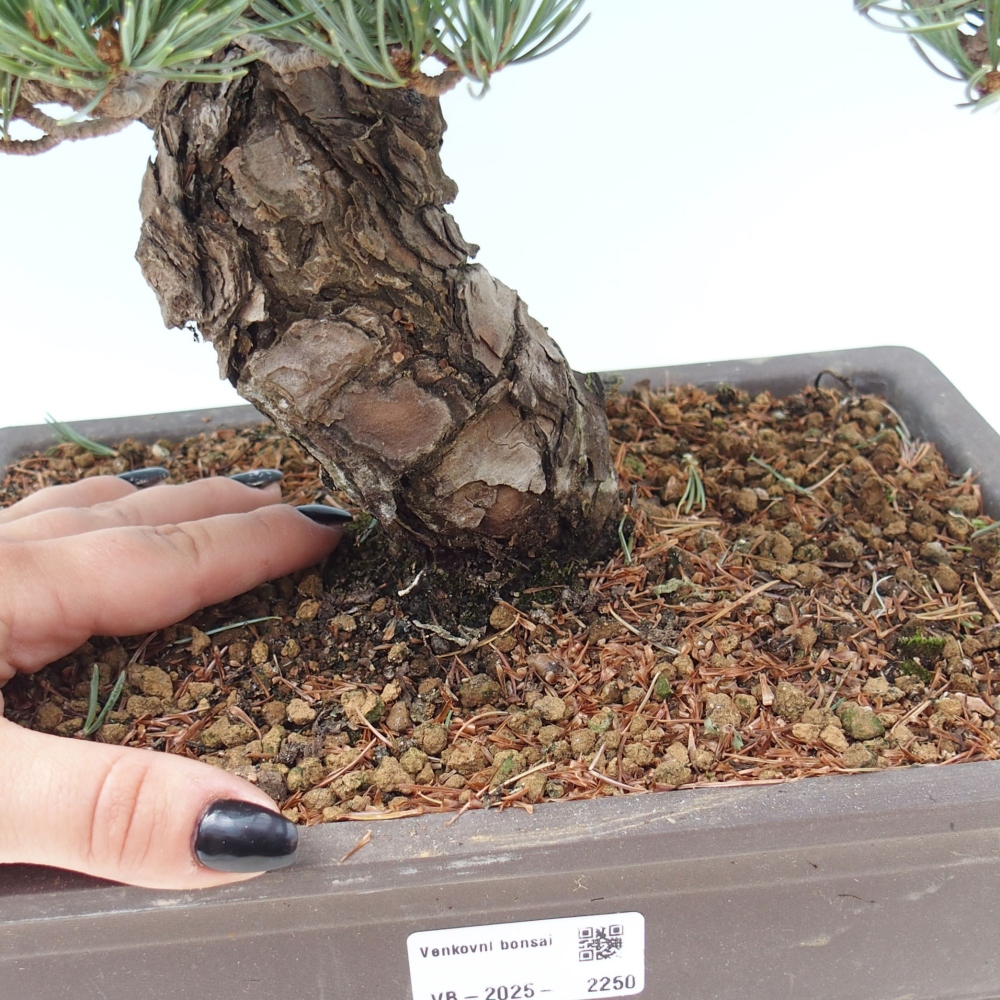 Bonsai für draußen - Pinus parviflora - Pinus parviflora