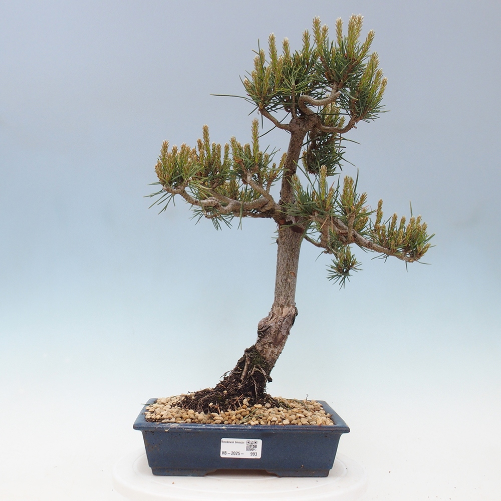 Bonsai für draußen - Pinus Sylvestris Watererri - Waldkiefer