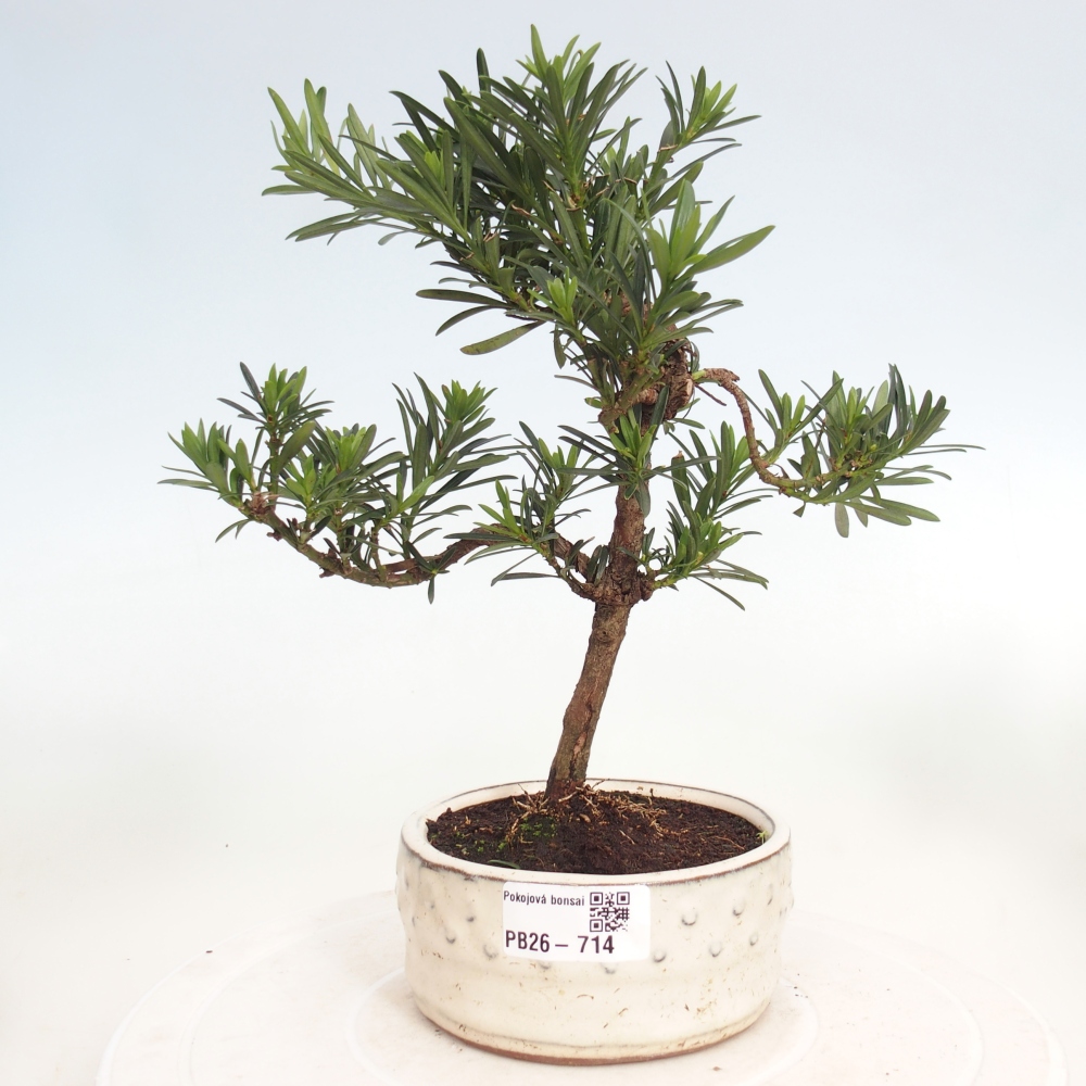 Zimmerbonsai - Podocarpus - Stein-Eibe