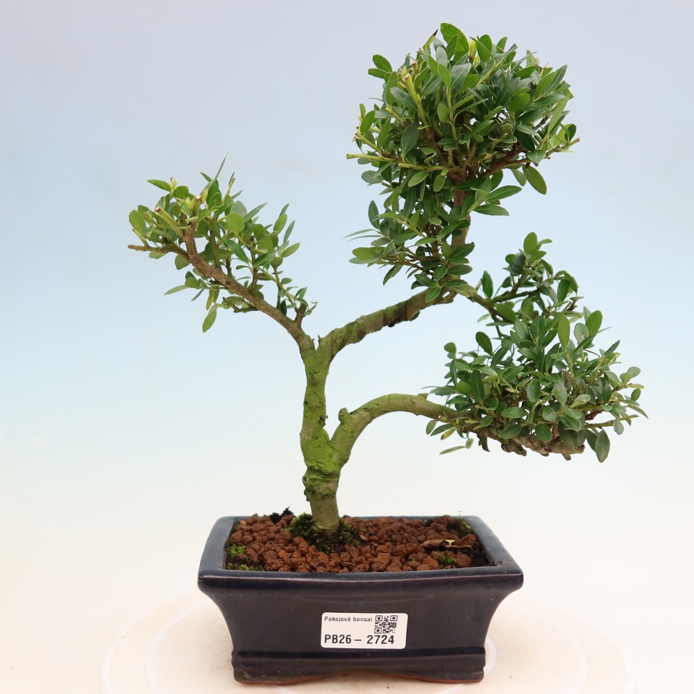 Zimmer Bonsai - Ilex crenata - Stechpalme
