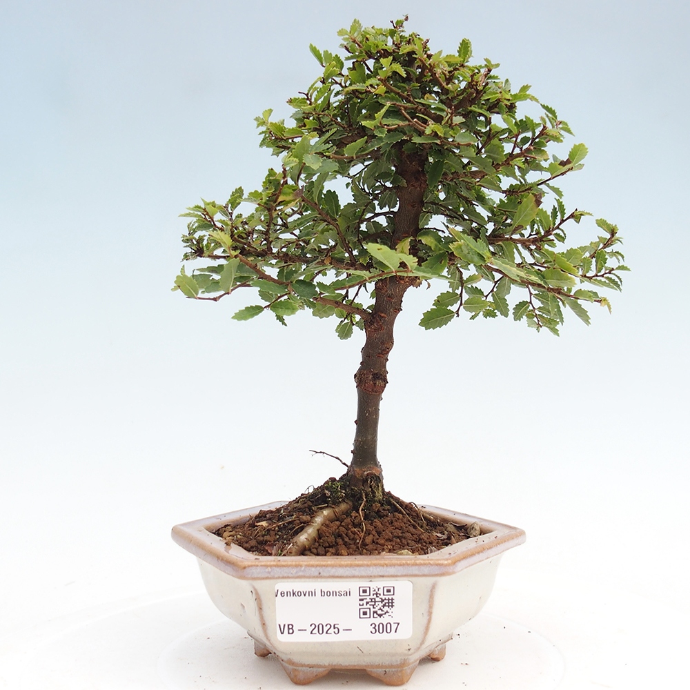 Bonsai für draußen - Ulmus parvifolia Sagei - Kleinblättrige Ulme