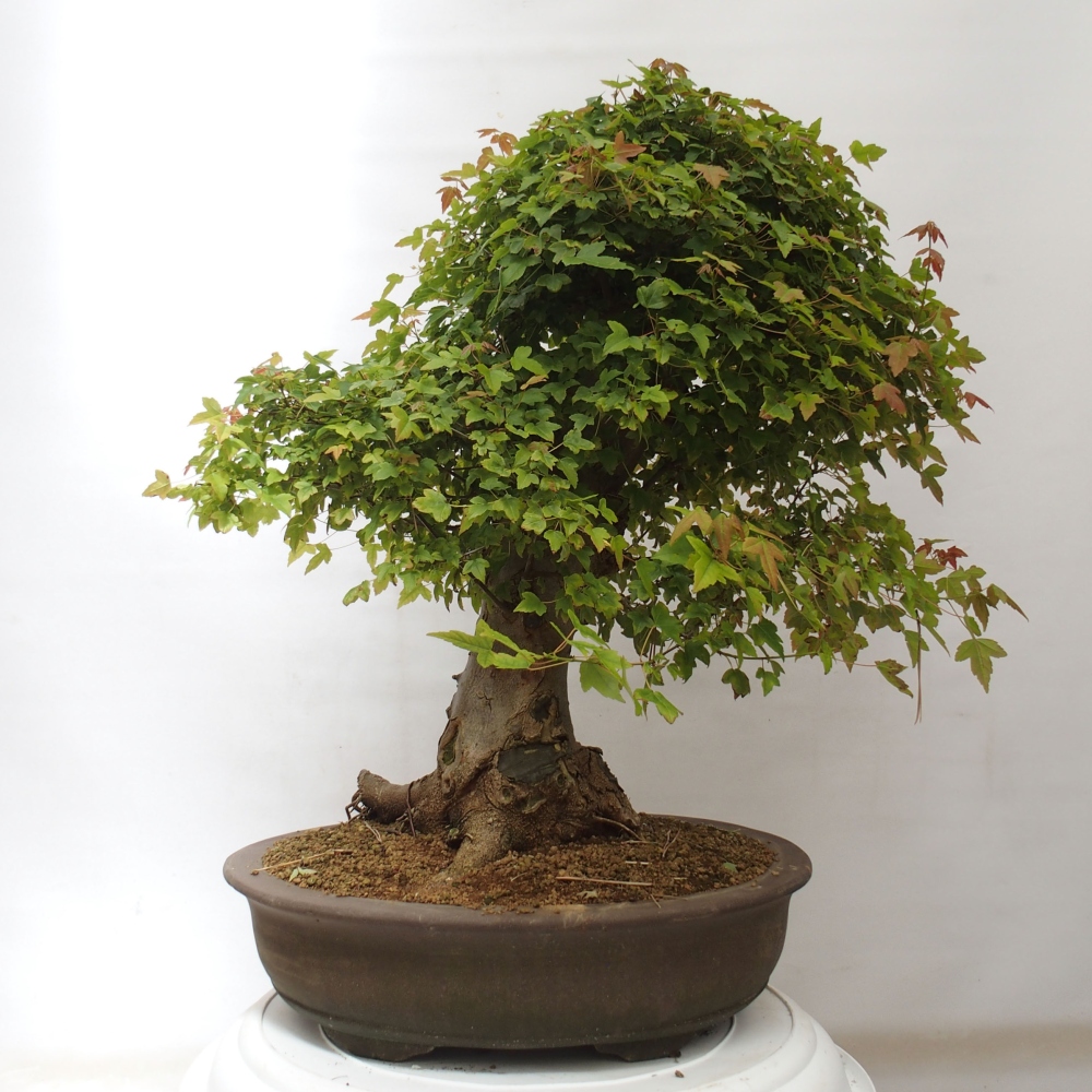 Bonsai für draußen - Acer Buergerianum - Bergahorn
