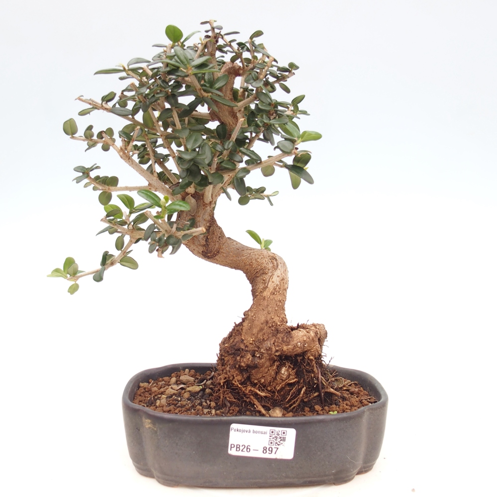 Zimmerbonsai - Olea europaea sylvestris