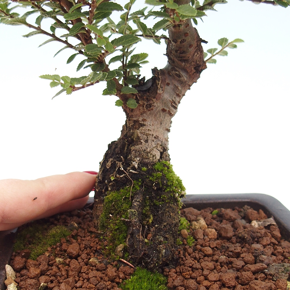 Bonsai für draußen - Ulmus parvifolia Hokkaido - Chinesische Ulme