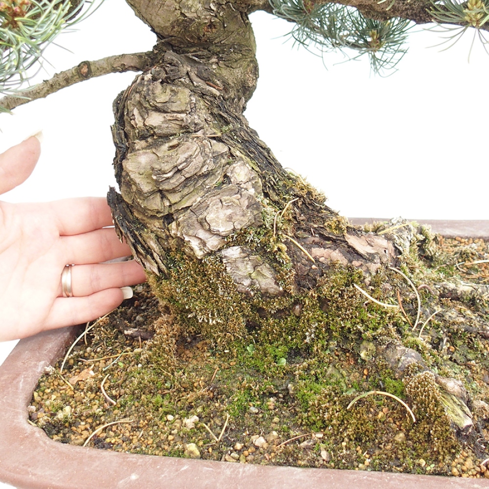 Bonsai für draußen - Pinus parviflora - Pinus parviflora