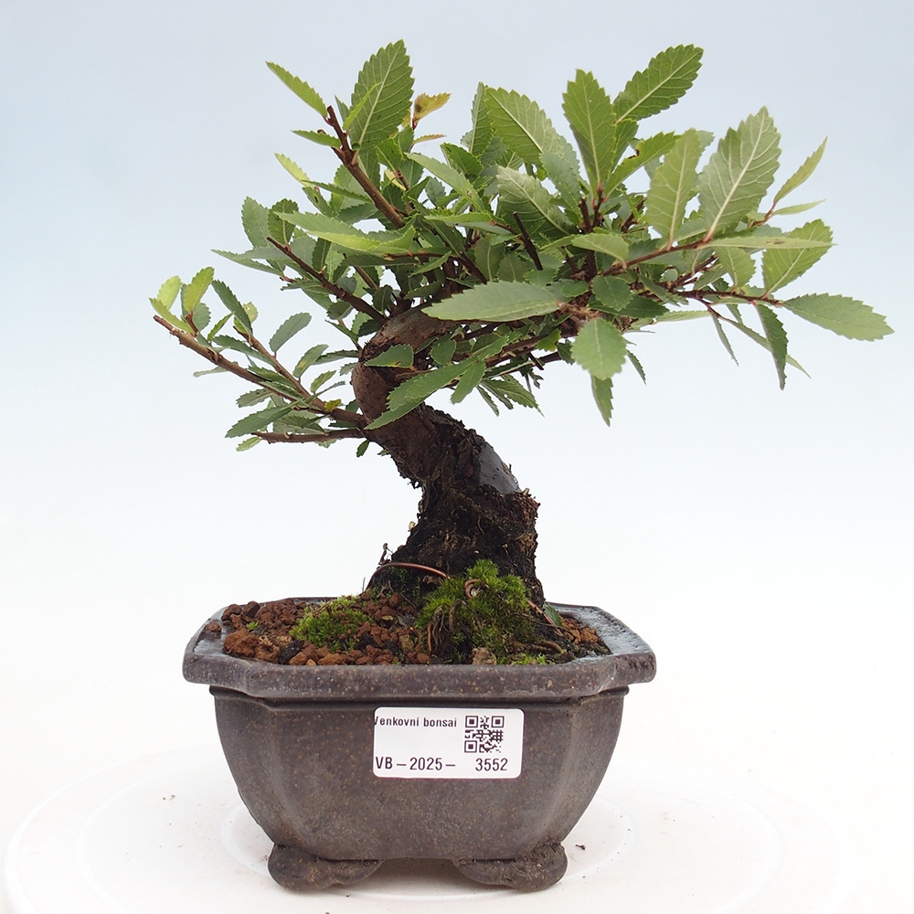 Bonsai für draußen - Zelkova - Zelkova NIRE