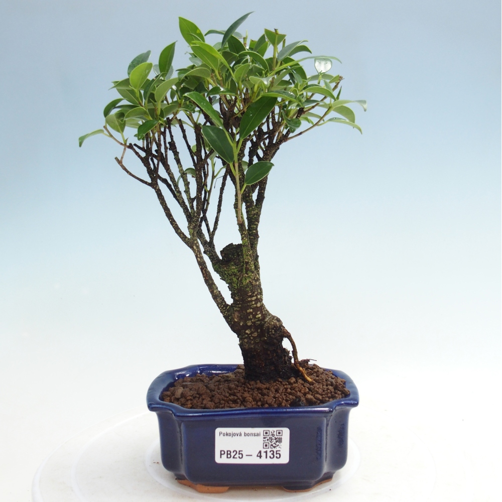 Zimmer Bonsai Ficus retusa kimmen