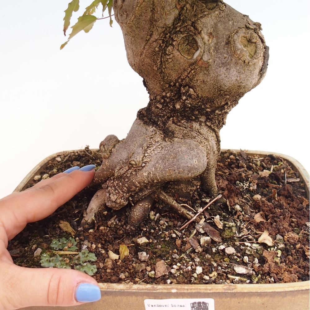 Bonsai für draußen - Acer Buergerianum - Bergahorn