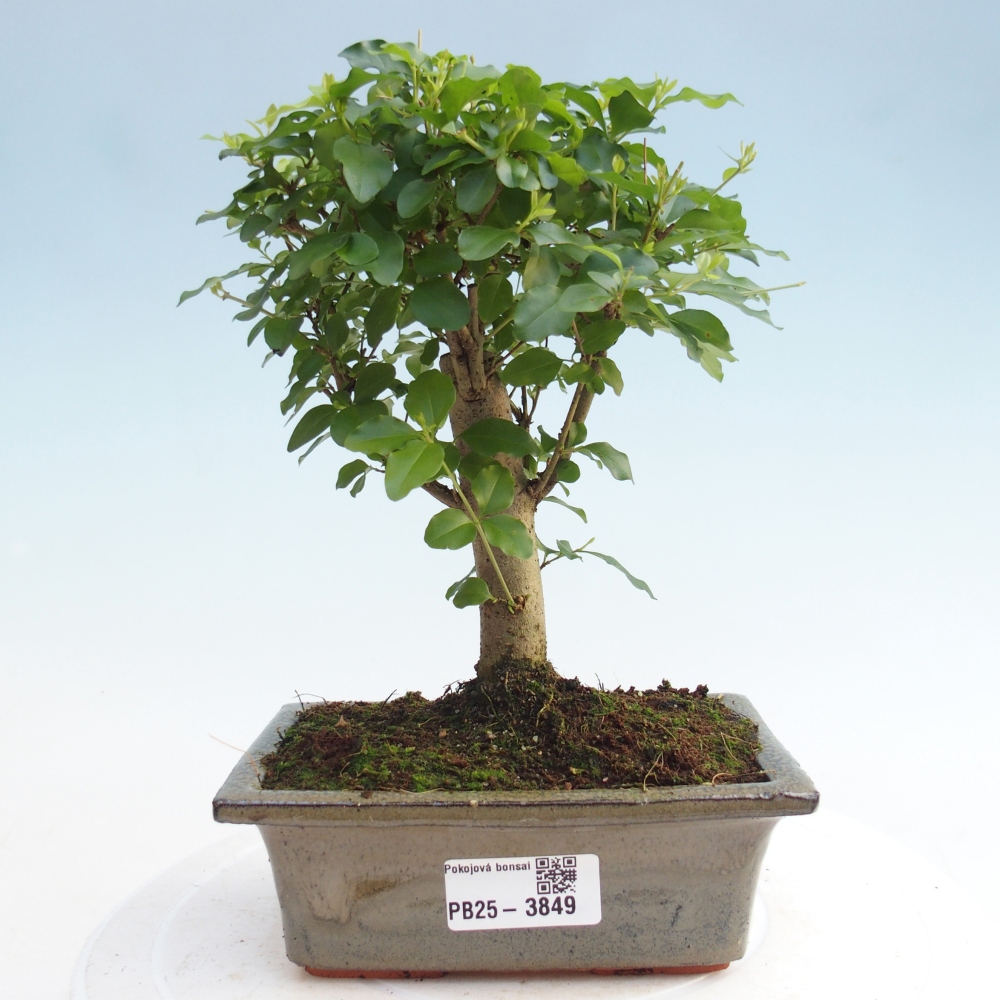 Zimmer Bonsai -Ligustrum chinensis - Vogelschnabel
