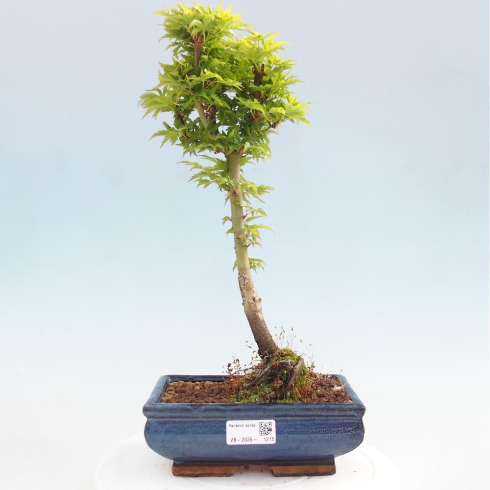 Bonsai für draußen -Javor-Palme Acer palmatum Shishigashira