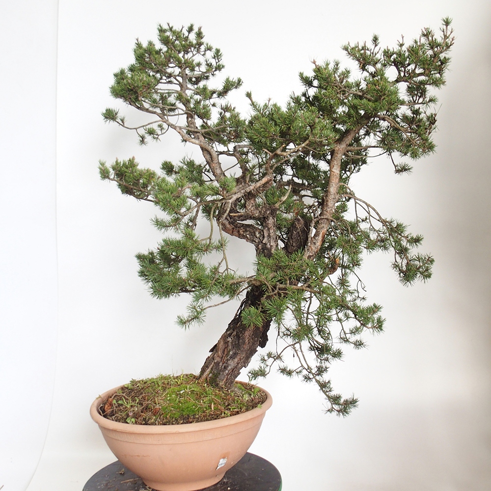 Yamadori - Pinus sylvestris Spanien