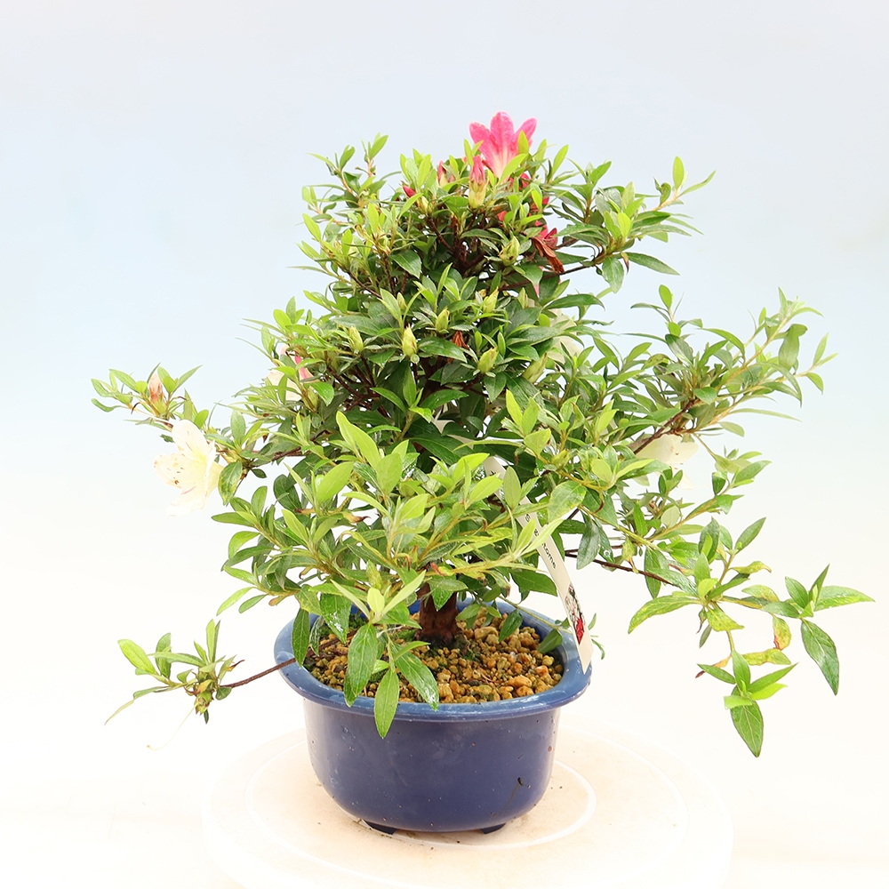 Bonsai für draußen - Japanische Azalee - Azalee Suigootome