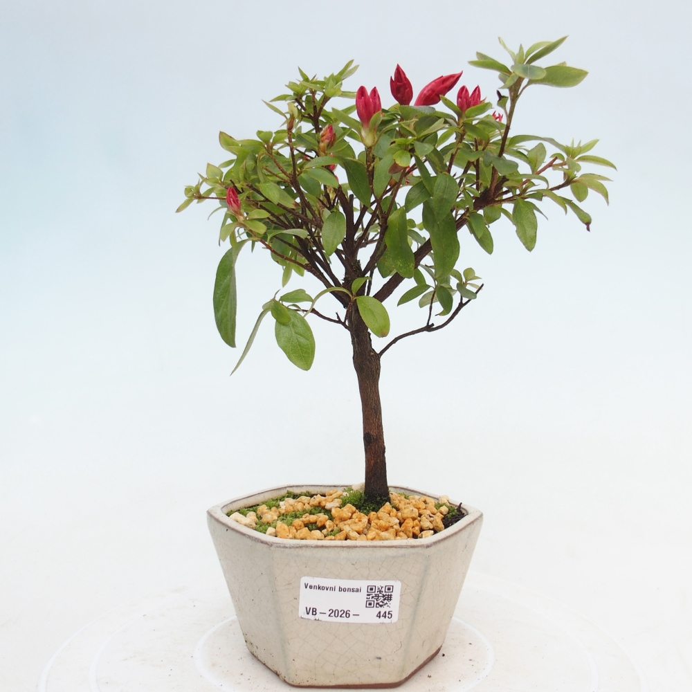 Bonsai für draußen - Japanische Azalee - Azalea sp.