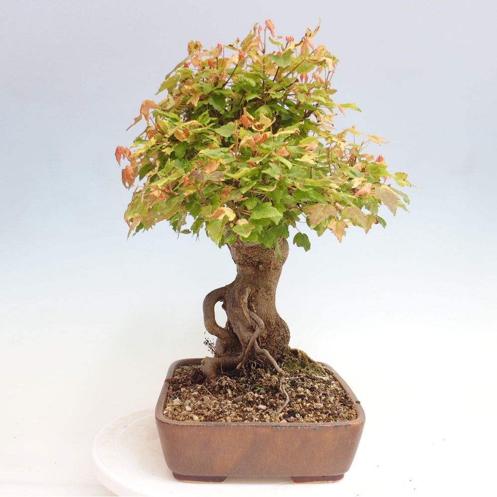 Bonsai für draußen - Acer Buergerianum - Bergahorn