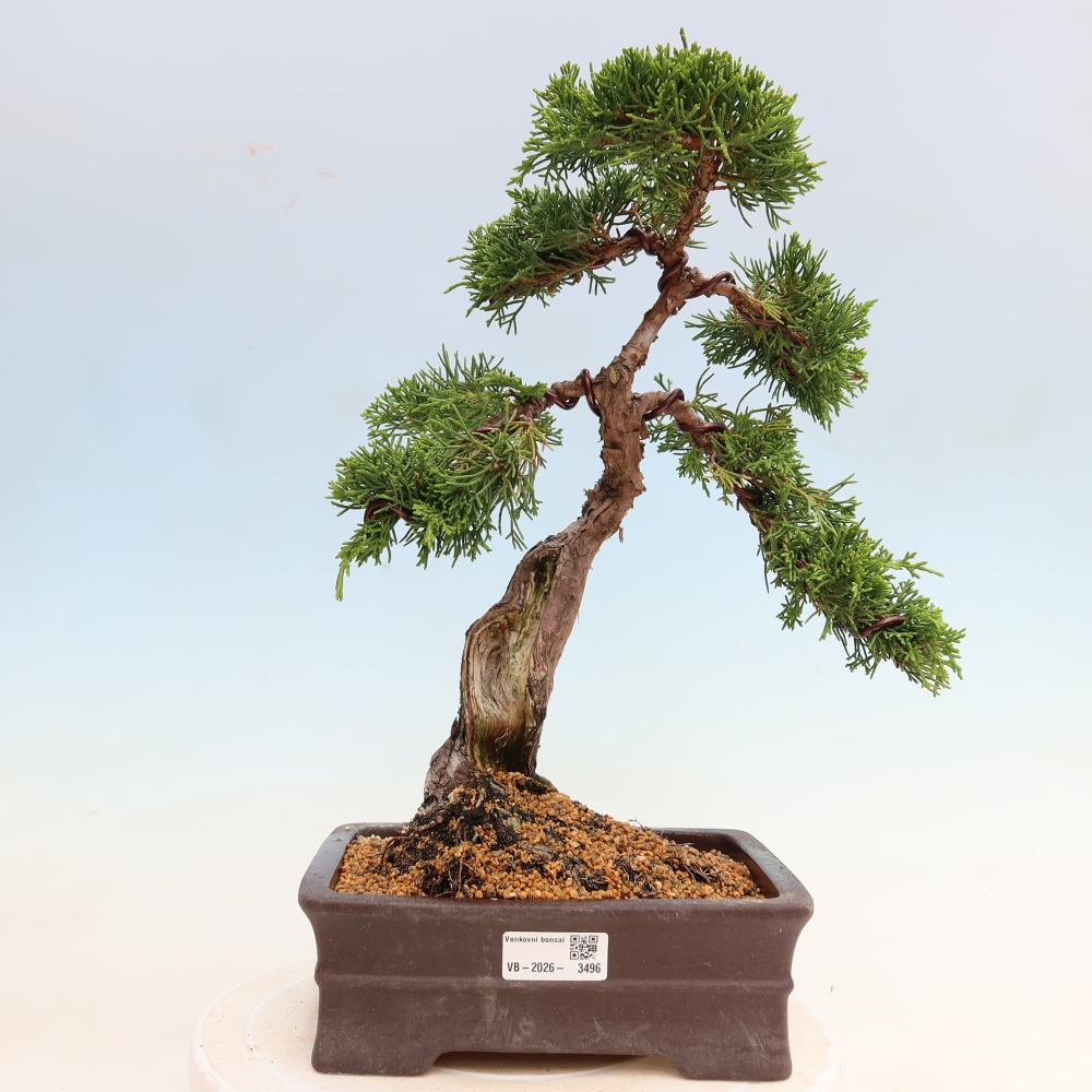 Bonsai für draußen - Juniperus chinensis Itoigawa-Juniperus chinensis