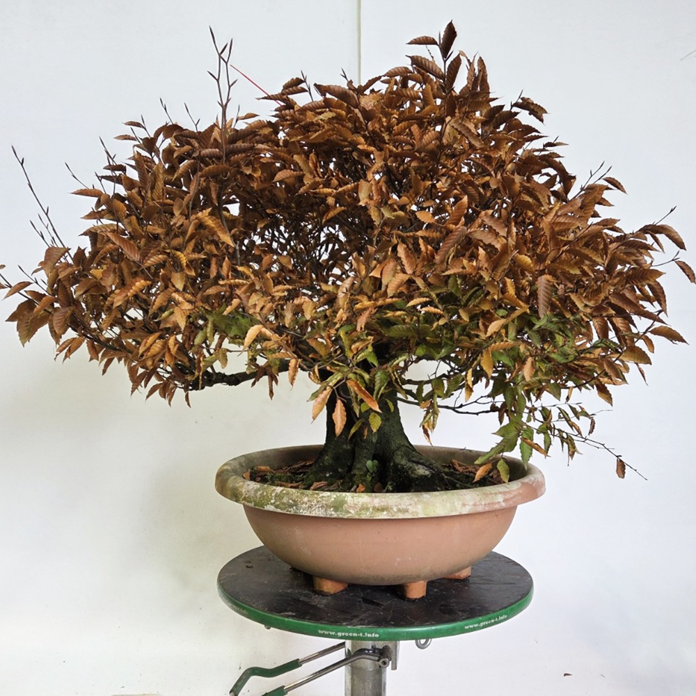 Bonsai für draußen - Fagus crenata