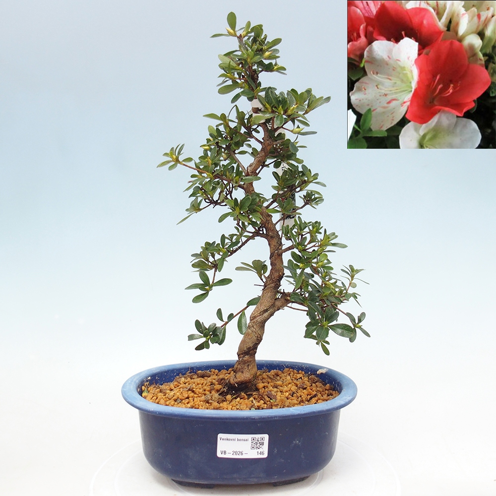 Bonsai für draußen - Japanische Azalee - Azalee Asahi-no-izumi
