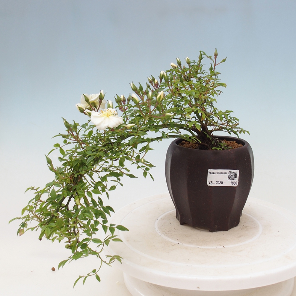 Bonsai für draußen - Rosa Sea Foam - Rose