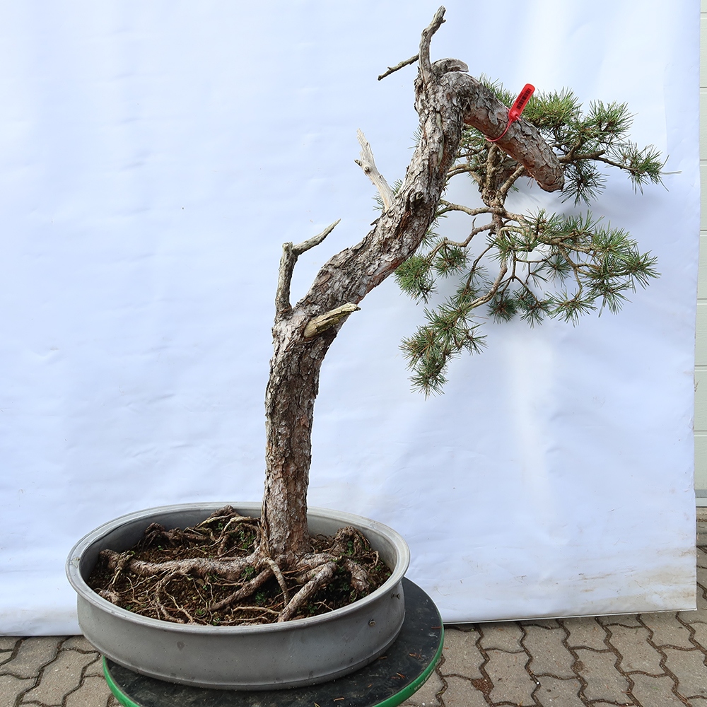 Pinus sylvestris Spanien – Waldkiefer
