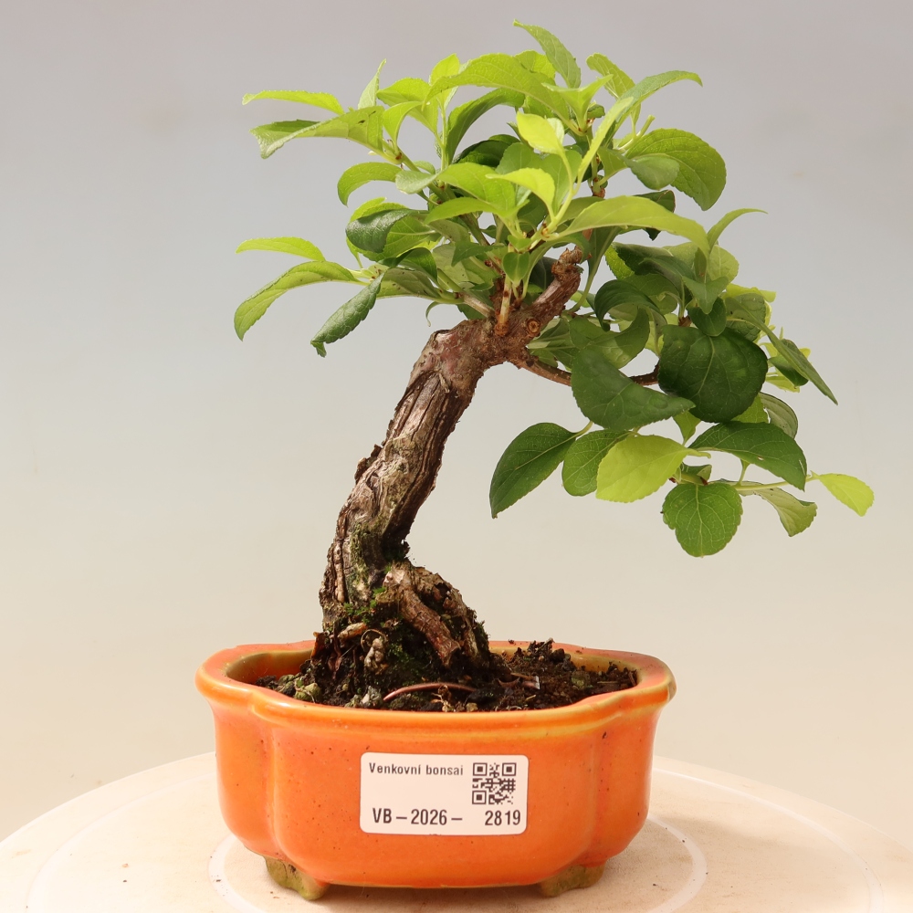 Bonsai für draußen - Celastrus orbiculatus