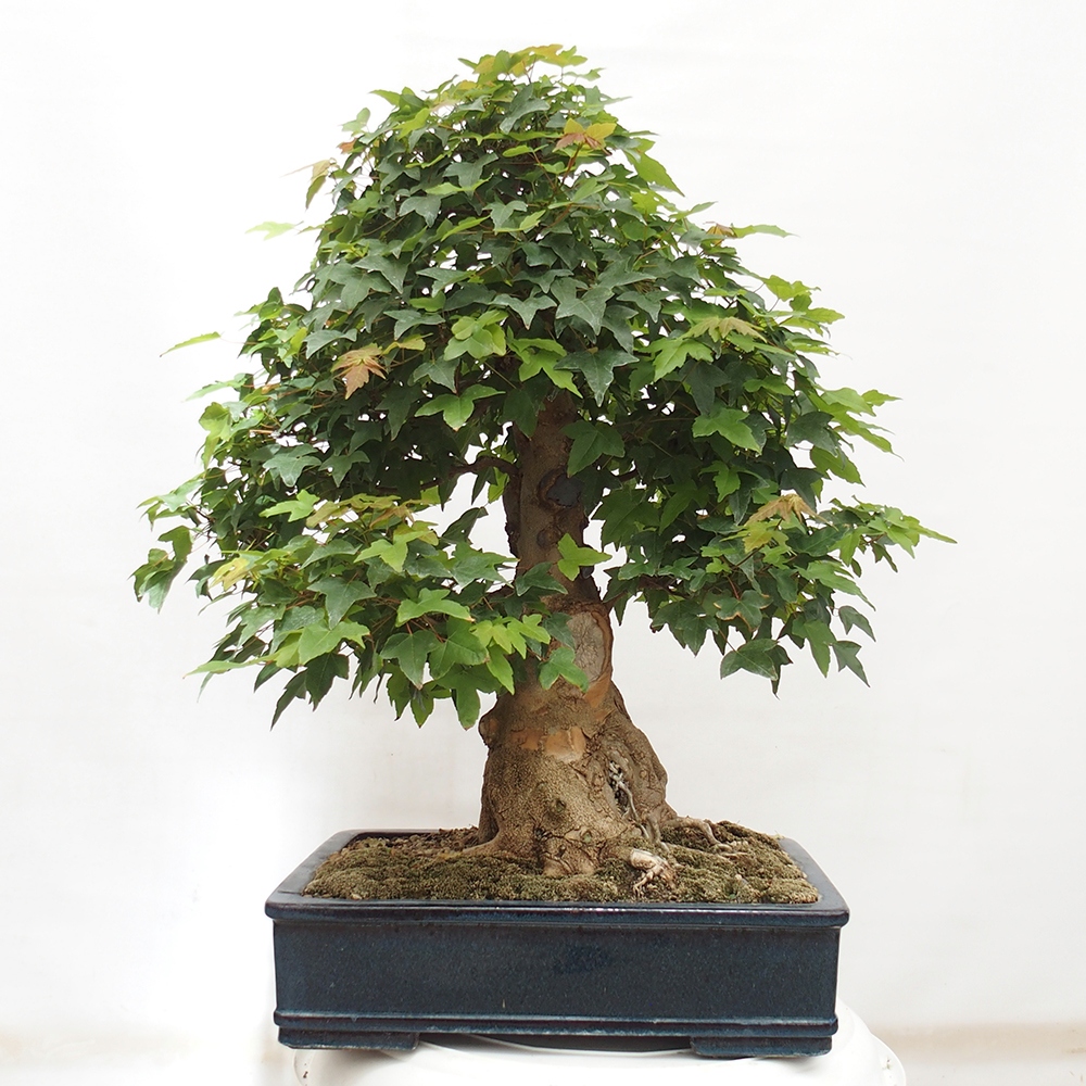 Bonsai für draußen - Acer Buergerianum - Bergahorn