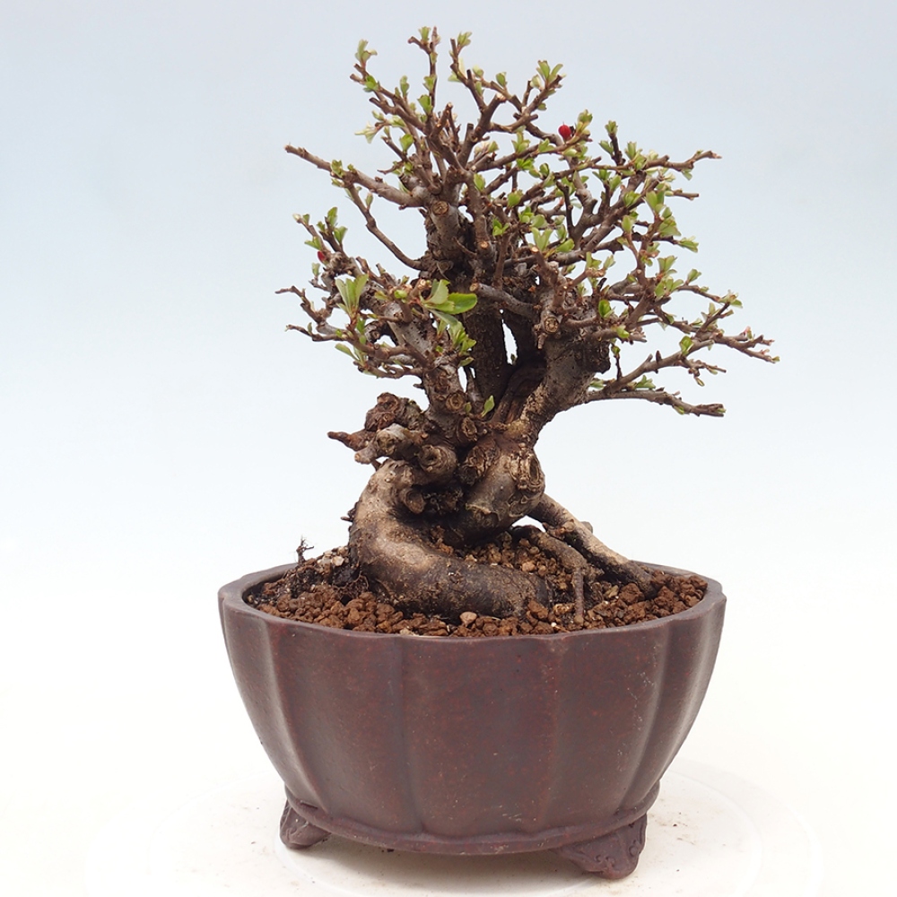 Bonsai für draußen - Chaneomeles speciosa - Quitte