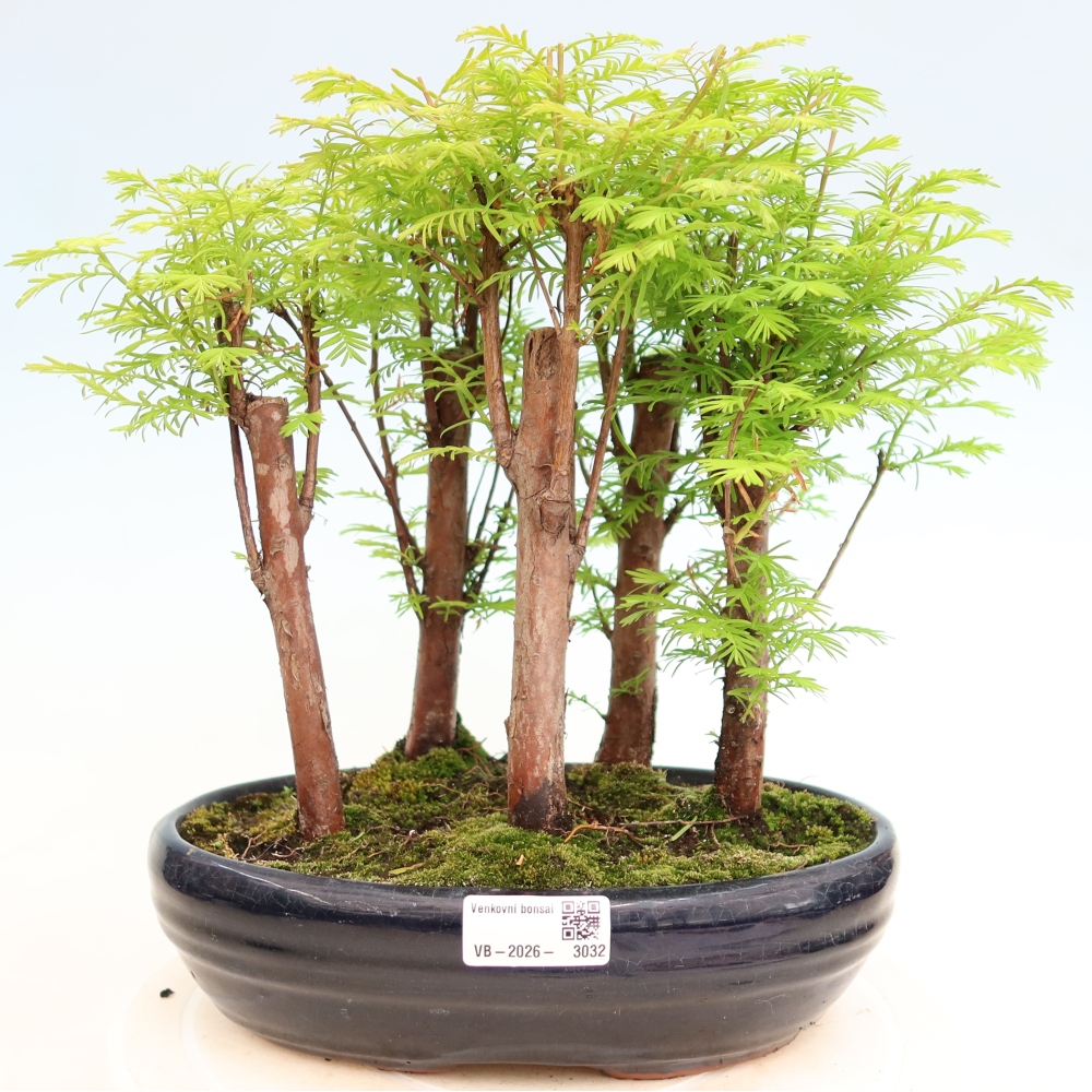 Bonsai für den Außenbereich – Metasequoia glyptostroboides – Chinesische Metasequoia – Wäldchen