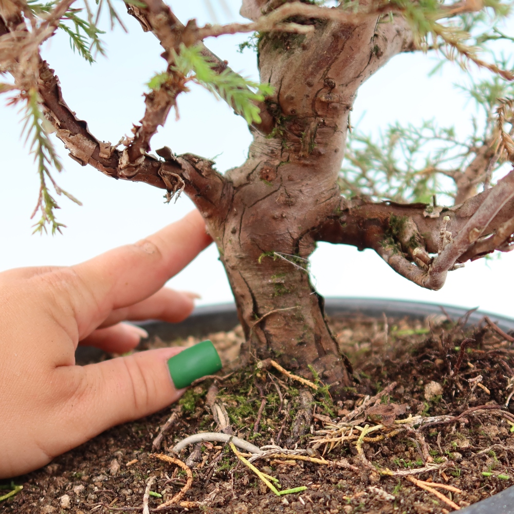 Bonsai für draußen - Juniperus chinensis Itoigawa-Juniperus chinensis
