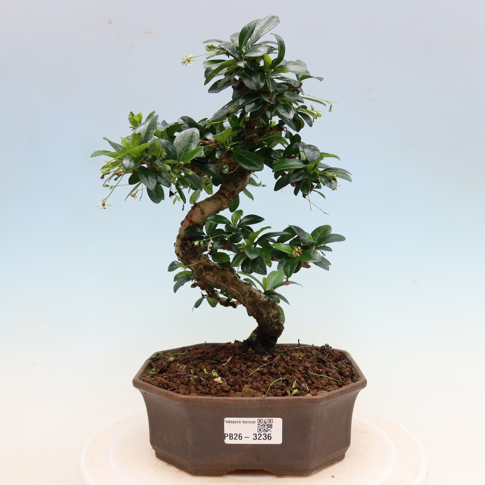 Zimmer-Bonsai - Carmona macrophylla - Tee-Fuki