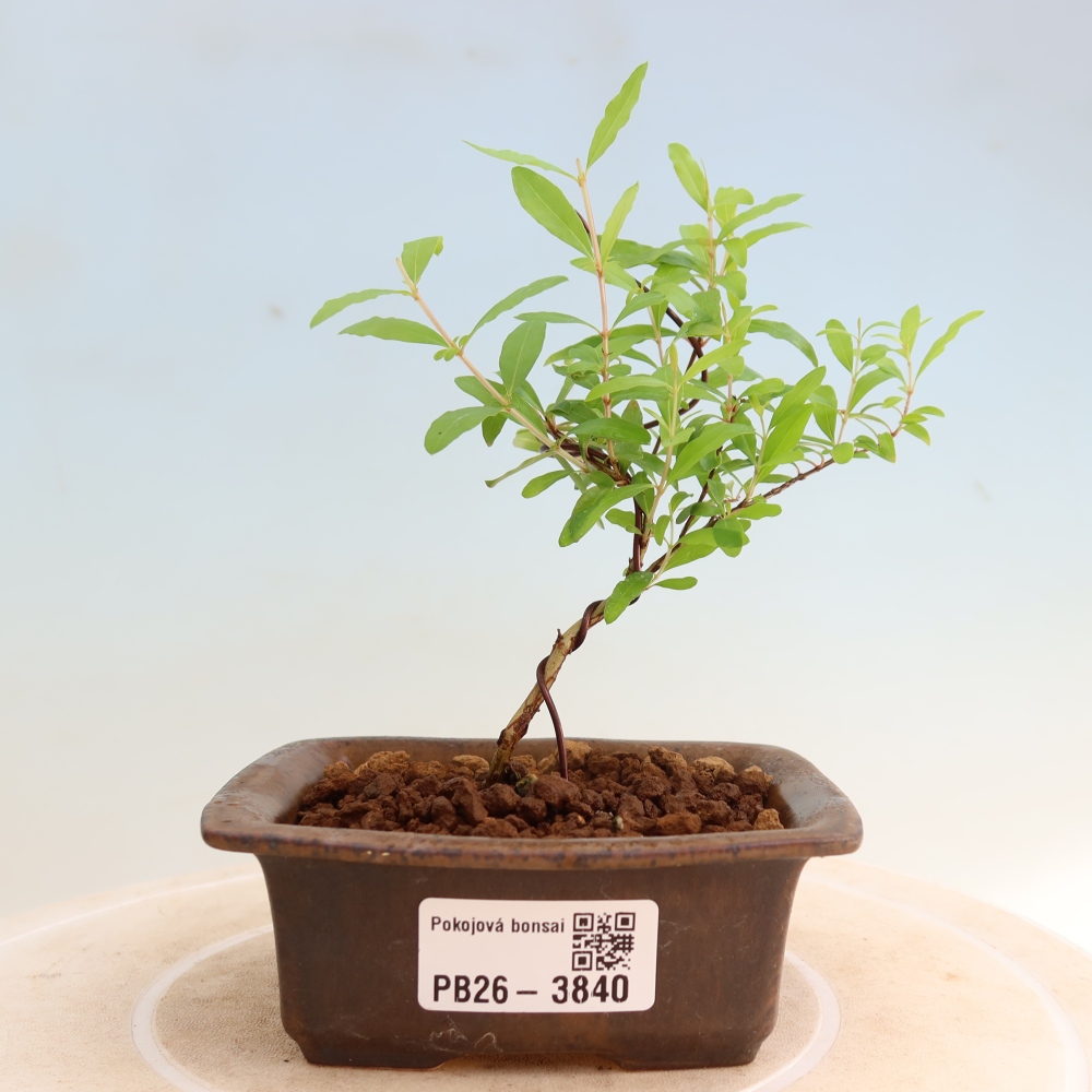 Zimmer-Bonsai-PUNICA granatum nana-Apfel-Granatapfel