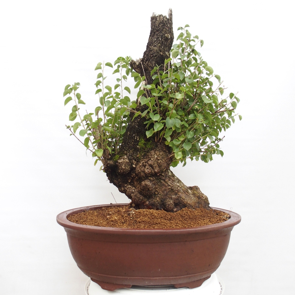 Bonsai für draußen - Mahalebka - Prunus mahaleb