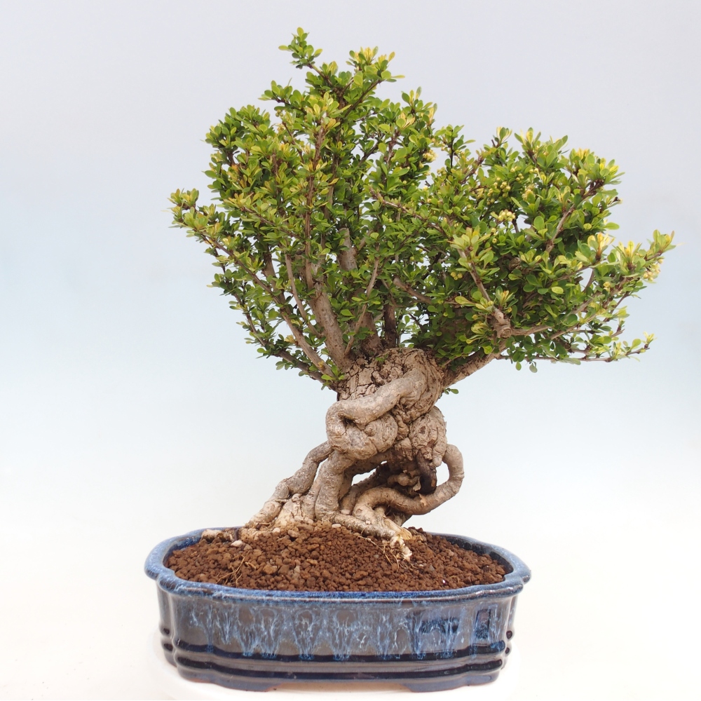 Bonsai für draußen - Berberis coreana