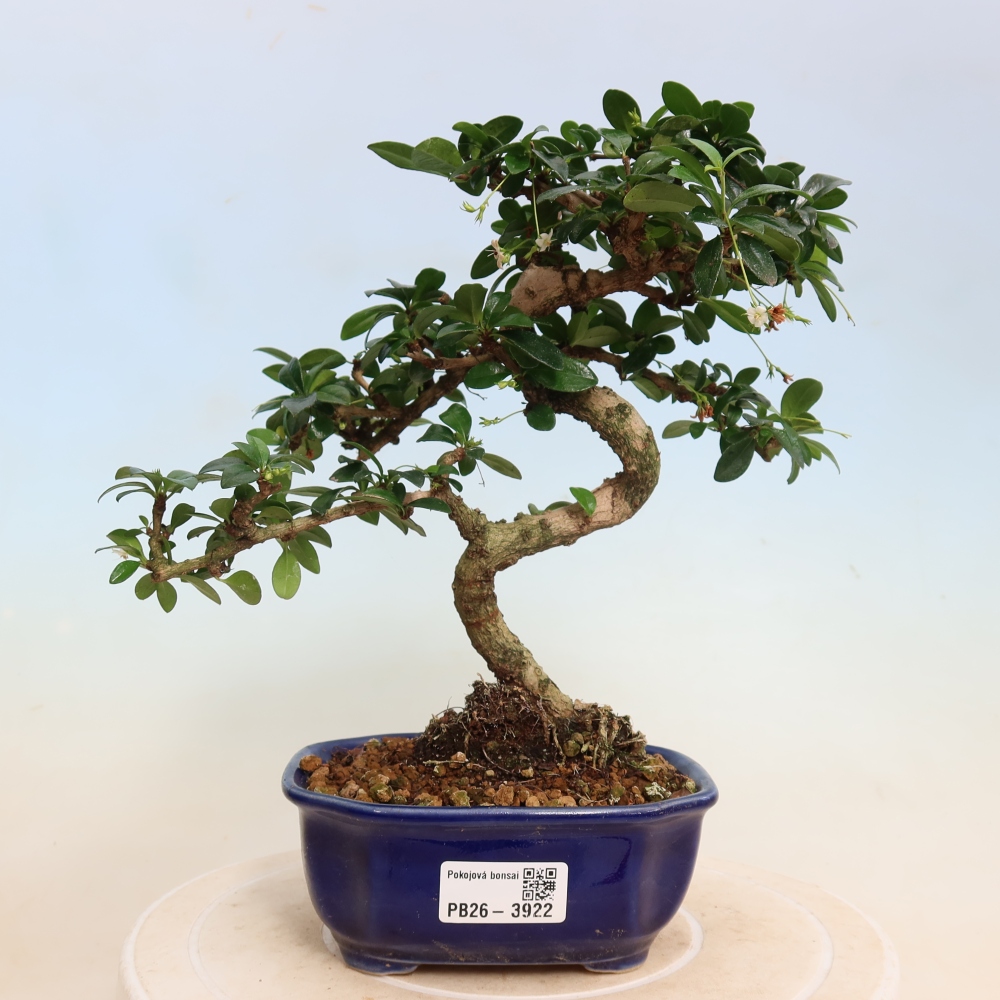 Zimmer-Bonsai - Carmona macrophylla - Tee-Fuki
