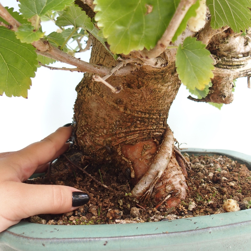 Bonsai für draußen -Morus alba - Maulbeere