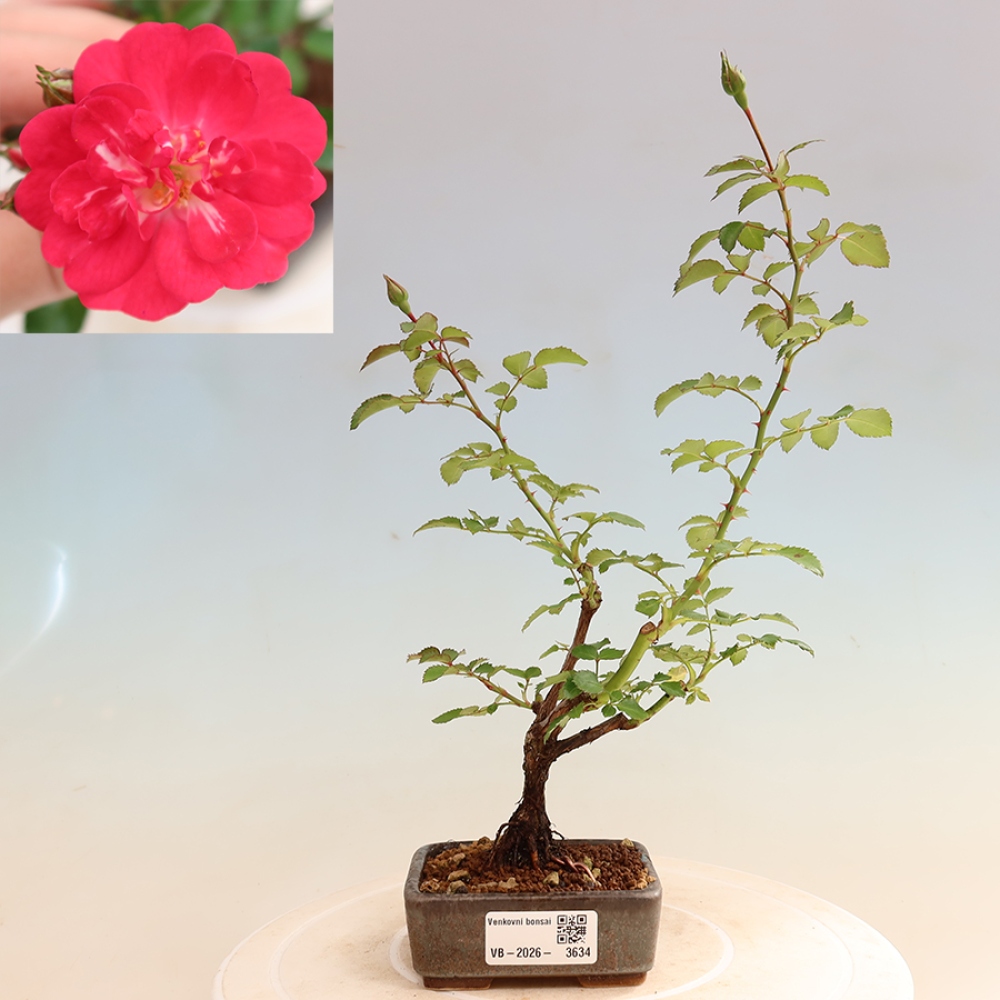 Bonsai für draußen - Rosa Kordes - Rose