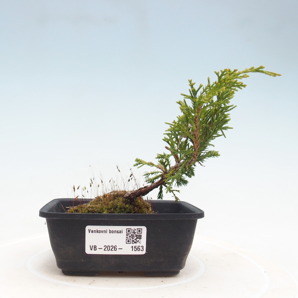 Bonsai für draußen - Juniperus chinensis Itoigawa
