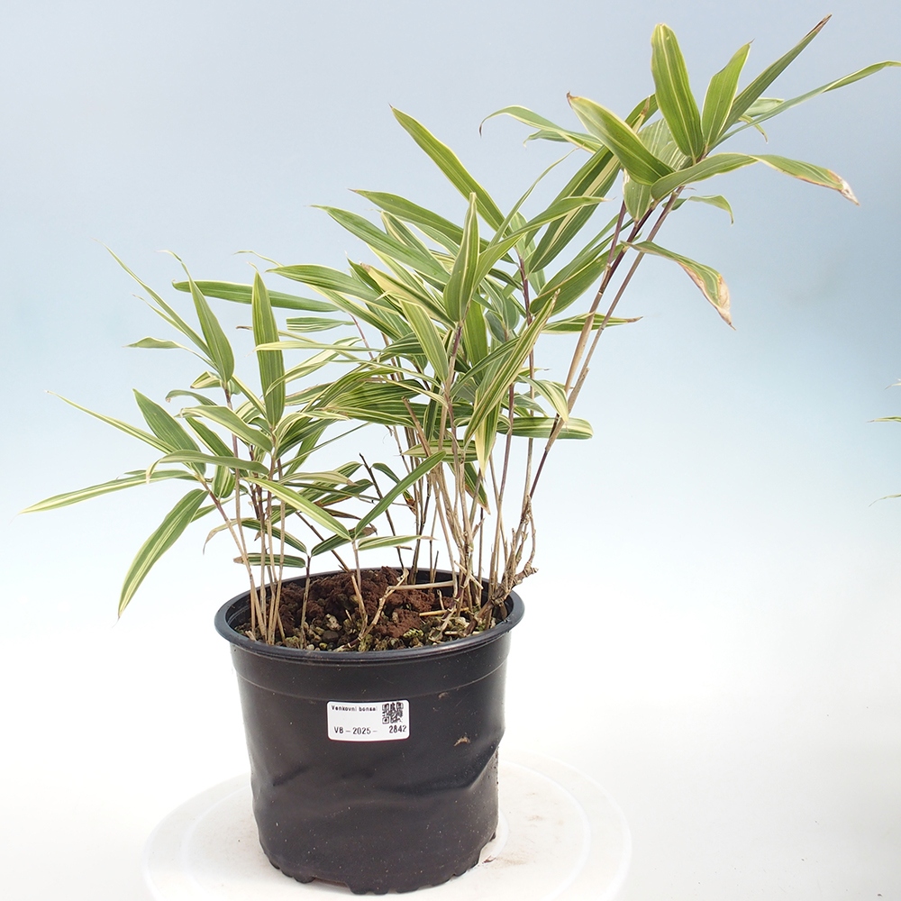 Bonsai für draußen - Sasaella masamuneana Albostriata - Bambus